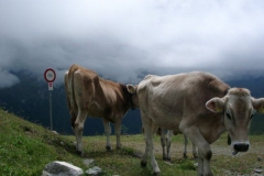 2002_transalp_07150038