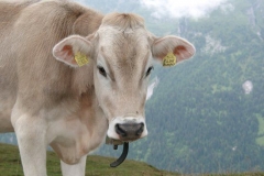 2002_transalp_07150047