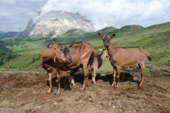 2002_transalp_07170052