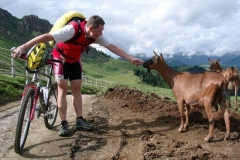 2002_transalp_07170053